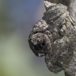 Servaea villosa at Holt, ACT - 16 Feb 2022 10:00 AM