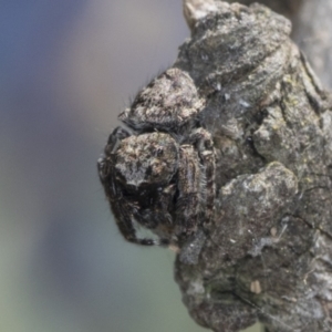 Servaea villosa at Holt, ACT - 16 Feb 2022 10:00 AM