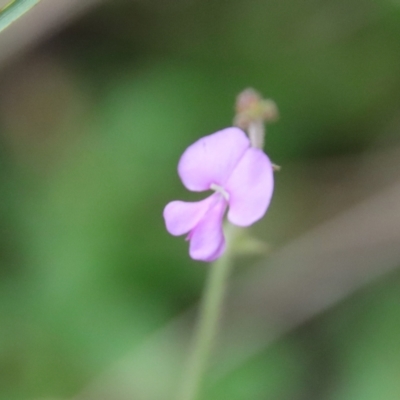 Desmodium rhytidophyllum at Moruya, NSW - 17 Feb 2022 by LisaH