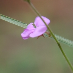 Desmodium rhytidophyllum at Moruya, NSW - suppressed