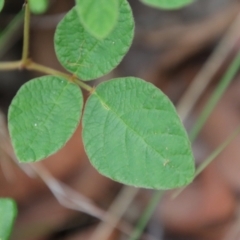 Desmodium rhytidophyllum at Moruya, NSW - suppressed