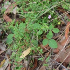 Desmodium rhytidophyllum at Moruya, NSW - suppressed