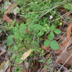 Desmodium rhytidophyllum at Moruya, NSW - 17 Feb 2022