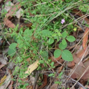 Desmodium rhytidophyllum at Moruya, NSW - suppressed