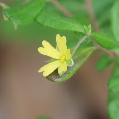 Hibbertia aspera subsp. aspera at Moruya, NSW - 17 Feb 2022 by LisaH