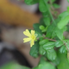 Hibbertia aspera subsp. aspera at Moruya, NSW - 17 Feb 2022