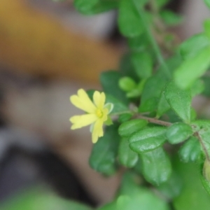 Hibbertia aspera subsp. aspera at Moruya, NSW - 17 Feb 2022