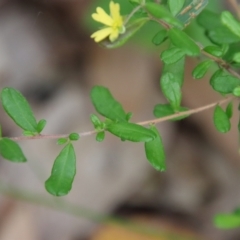 Hibbertia aspera subsp. aspera at Moruya, NSW - suppressed