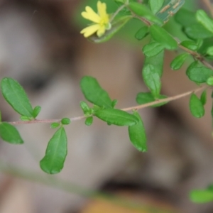 Hibbertia aspera subsp. aspera at Moruya, NSW - suppressed