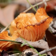 Unidentified Fungus at Moruya, NSW - 17 Feb 2022 by LisaH