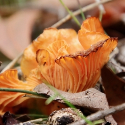 Unidentified Cup or disk - with no 'eggs' at Moruya, NSW - 17 Feb 2022 by LisaH