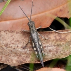 Coryphistes ruricola (Bark-mimicking Grasshopper) at Moruya, NSW - 17 Feb 2022 by LisaH