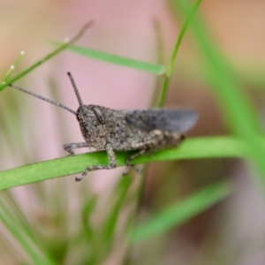 Coryphistes ruricola at Moruya, NSW - suppressed