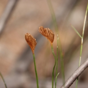 Schizaea bifida at Moruya, NSW - suppressed