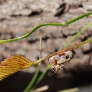 Schizaea bifida at Moruya, NSW - 17 Feb 2022