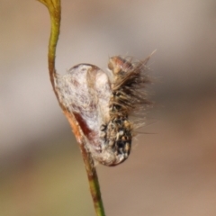 Anthela (genus) immature (Unidentified Anthelid Moth) at Moruya, NSW - 17 Feb 2022 by LisaH