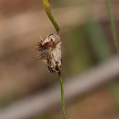 Anthela (genus) immature at Moruya, NSW - 17 Feb 2022