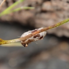 Anthela (genus) immature at Moruya, NSW - suppressed