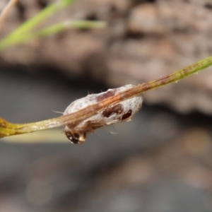 Anthela (genus) immature at Moruya, NSW - 17 Feb 2022