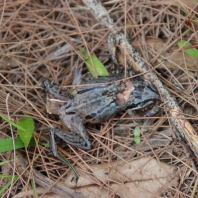 Limnodynastes peronii (Brown-striped Frog) at Broulee Moruya Nature Observation Area - 17 Feb 2022 by LisaH