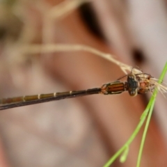 Austrolestes sp. (genus) (Ringtail damselfy) at Moruya, NSW - 17 Feb 2022 by LisaH