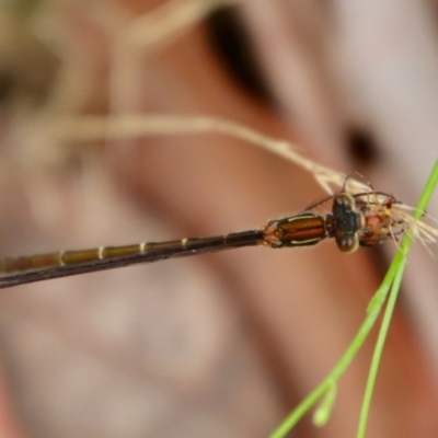 Austrolestes sp. (genus) (Ringtail damselfy) at Moruya, NSW - 17 Feb 2022 by LisaH