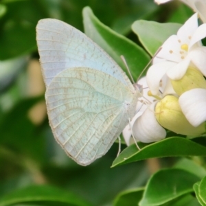 Catopsilia pyranthe at Moruya, NSW - 17 Feb 2022