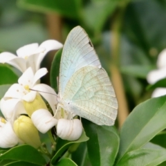 Catopsilia pyranthe at Moruya, NSW - 17 Feb 2022