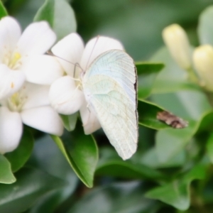 Catopsilia pyranthe at Moruya, NSW - 17 Feb 2022