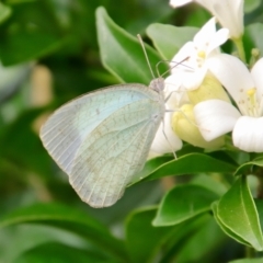 Catopsilia pyranthe at Moruya, NSW - 17 Feb 2022