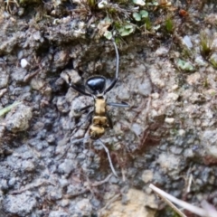 Unidentified Ant (Hymenoptera, Formicidae) at Moruya, NSW - 17 Feb 2022 by LisaH