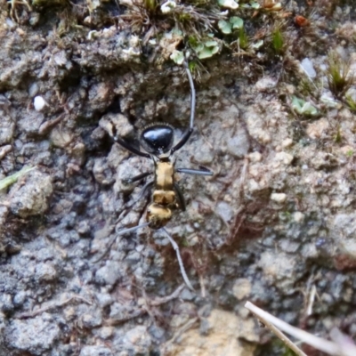 Unidentified Ant (Hymenoptera, Formicidae) at Moruya, NSW - 17 Feb 2022 by LisaH