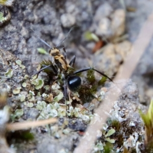 Polyrhachis semiaurata at Moruya, NSW - suppressed