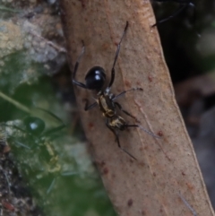 Polyrhachis semiaurata at Moruya, NSW - suppressed