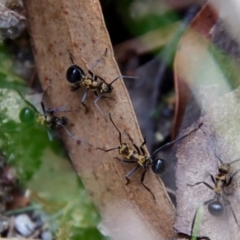 Polyrhachis semiaurata at Moruya, NSW - suppressed