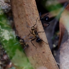 Polyrhachis semiaurata at Moruya, NSW - suppressed