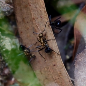 Polyrhachis semiaurata at Moruya, NSW - suppressed