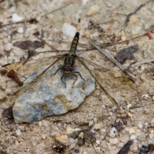 Orthetrum caledonicum at Moruya, NSW - suppressed