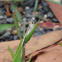 Utetheisa (genus) (A tiger moth) at Moruya, NSW - 17 Feb 2022 by LisaH