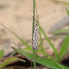 Utetheisa (genus) at Moruya, NSW - 17 Feb 2022