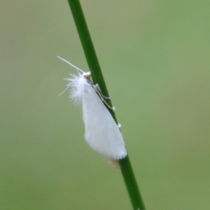 Tipanaea patulella at Moruya, NSW - 17 Feb 2022