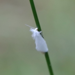 Tipanaea patulella at Moruya, NSW - 17 Feb 2022