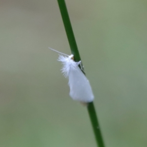 Tipanaea patulella at Moruya, NSW - 17 Feb 2022