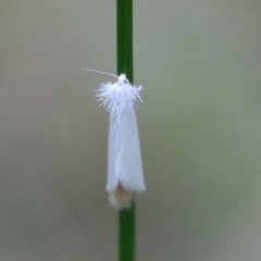 Tipanaea patulella at Moruya, NSW - 17 Feb 2022