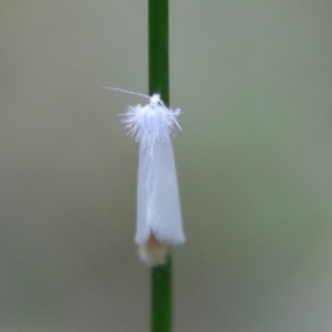 Tipanaea patulella at Moruya, NSW - suppressed