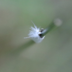 Tipanaea patulella at Moruya, NSW - 17 Feb 2022