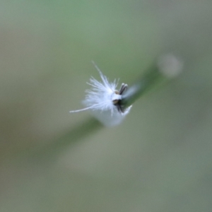 Tipanaea patulella at Moruya, NSW - 17 Feb 2022