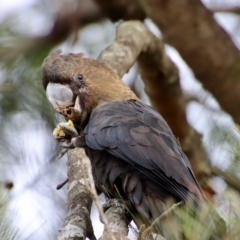 Calyptorhynchus lathami lathami (Glossy Black-Cockatoo) at Broulee Moruya Nature Observation Area - 16 Feb 2022 by LisaH