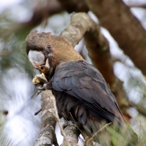 Calyptorhynchus lathami lathami at Moruya, NSW - 17 Feb 2022