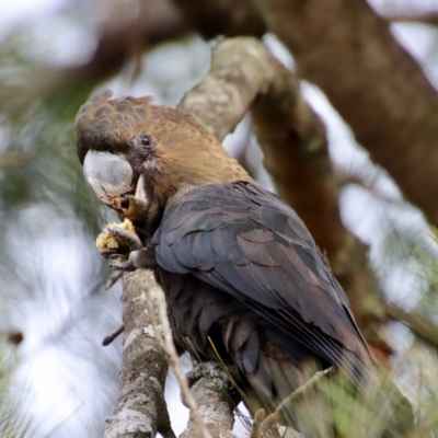 Calyptorhynchus lathami lathami (Glossy Black-Cockatoo) at Broulee Moruya Nature Observation Area - 16 Feb 2022 by LisaH